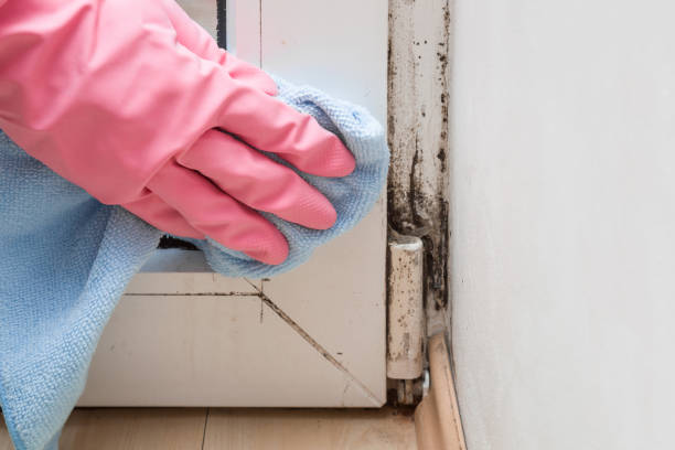 Best Black Mold Removal  in Neptune City, NJ